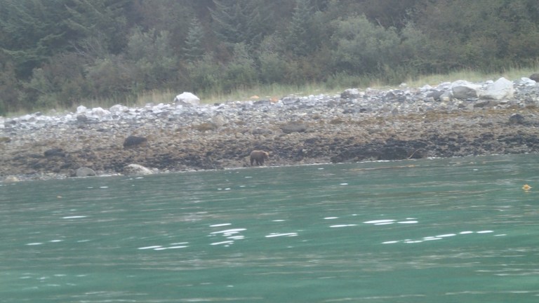 The whole trip we were (hesitantly) hoping to see a grizzly bear, only seeing paw prints. About a half mile from the pick-up point on sunday we spotted this guy on our beah